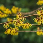 witch hazel